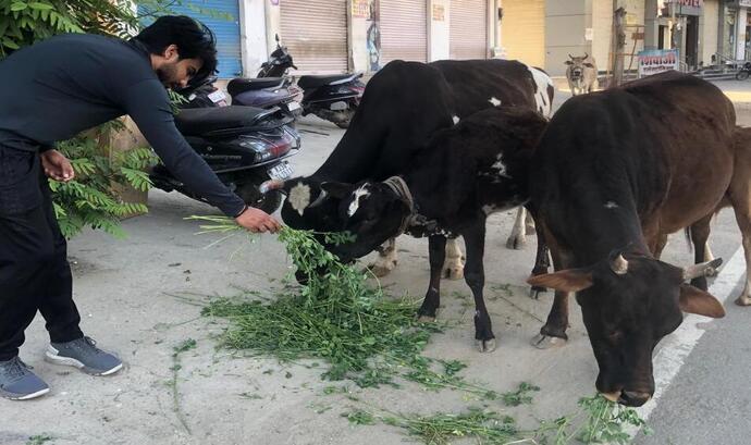गौ माता भोजन सेवा